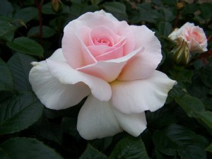 A WHITER SHADE OF PALE (hybrid tea)